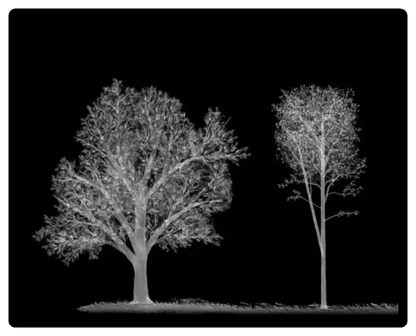 Trees, X-ray