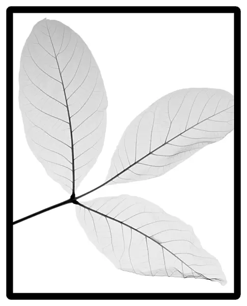Sprig of viburnum leaves, X-ray