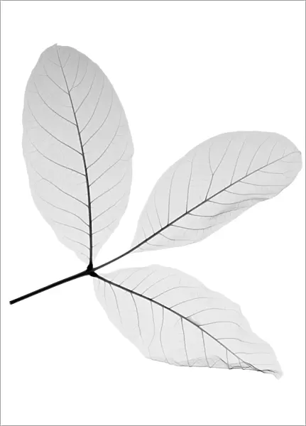 Sprig of viburnum leaves, X-ray