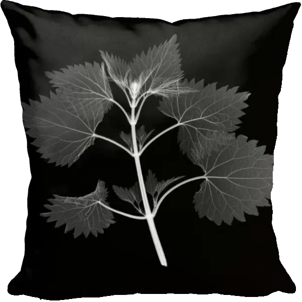 Stinging nettle (Urtica dioica), X-ray
