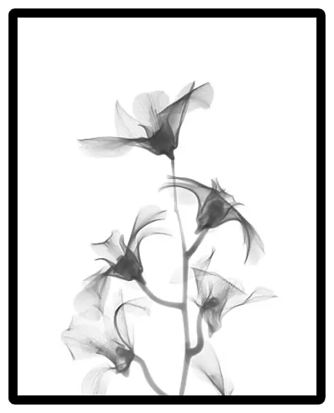 Orchid (Hybrid dendrobium phalaenopsis), X-ray
