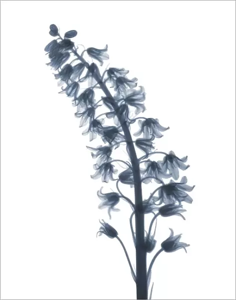 Bluebell (Hyacinthoides non-scripta), X-ray