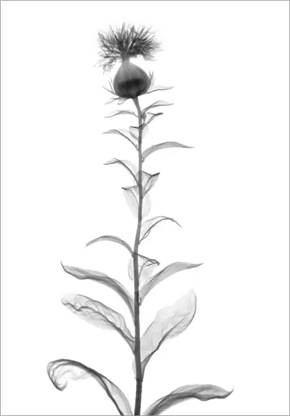 Safflower (Carthamus tinctorius), X-ray