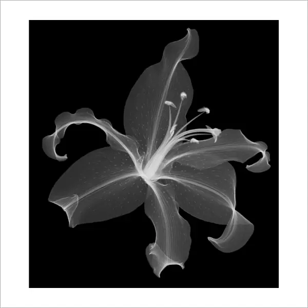 Lily head (Lilium sp. ), X-ray