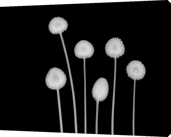 Billy buttons (Craspedia sp. ), X-ray