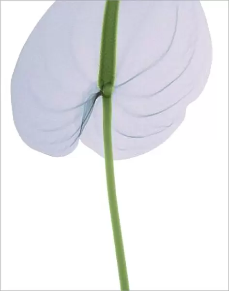 Pastel blue lily (Anthurium sp. ), X-ray