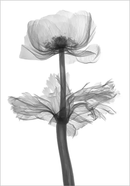 Wild flower (Anemone sp. ), X-ray