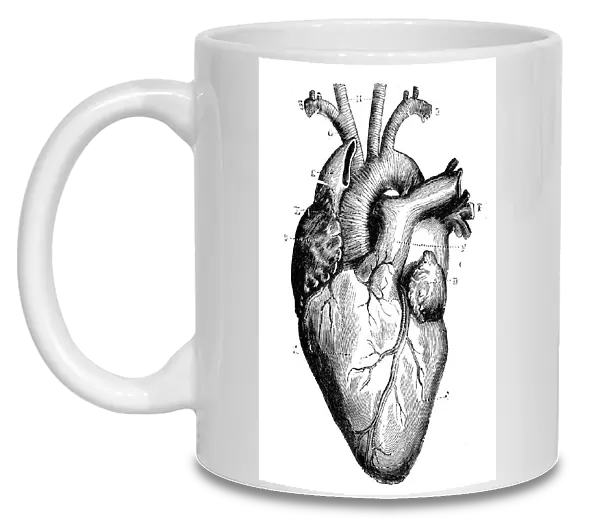 Antique medical scientific illustration high-resolution: heart