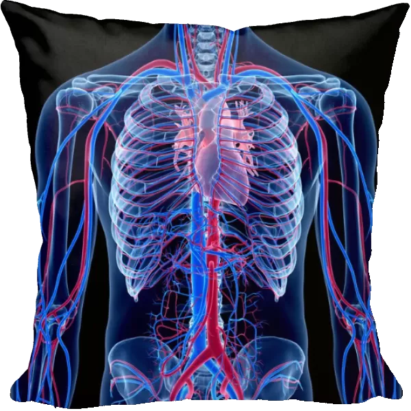 Human cardiovascular system