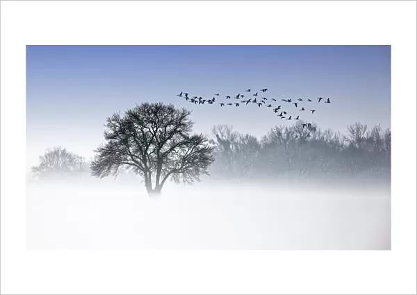 River Elbe Floodplains in winter, solitary tree, flock of birds, geese in early mist