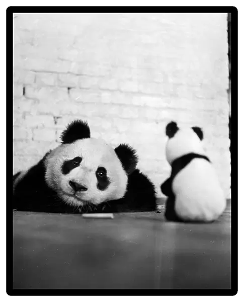 Unity. June 1946: Unity the Chinese giant panda