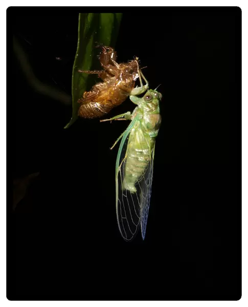 Cicada. New born cicada and exoskeleton