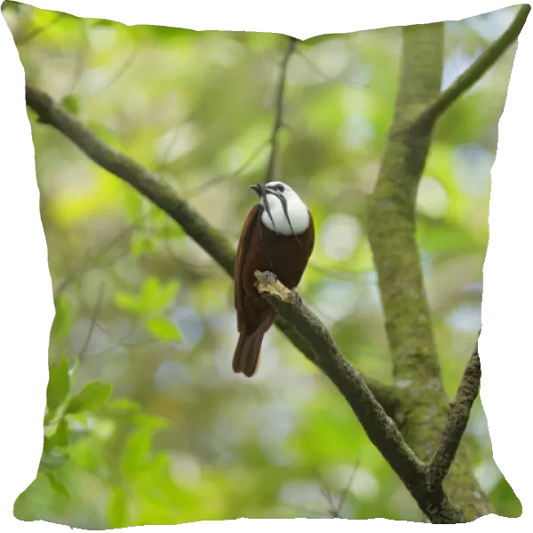 Three-wattled Bellbird
