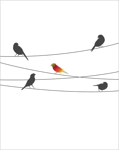 Birds on Wire, 527820805