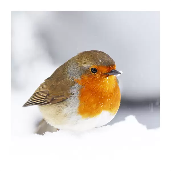 Christmas Holiday Bird Robin