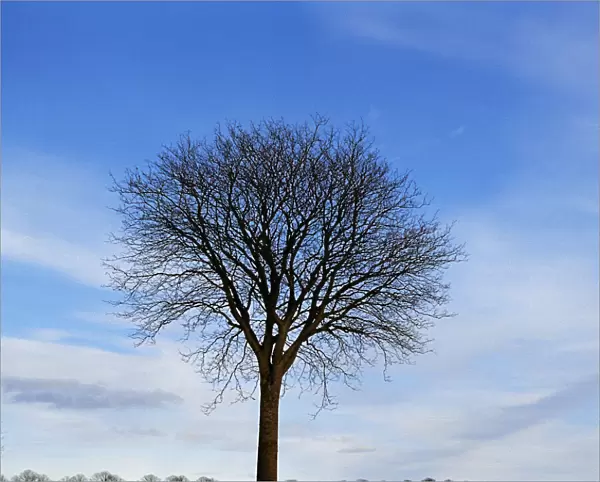 Lone bare tree, row of bare trees in background