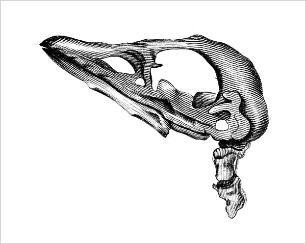 Brevirostris Skull