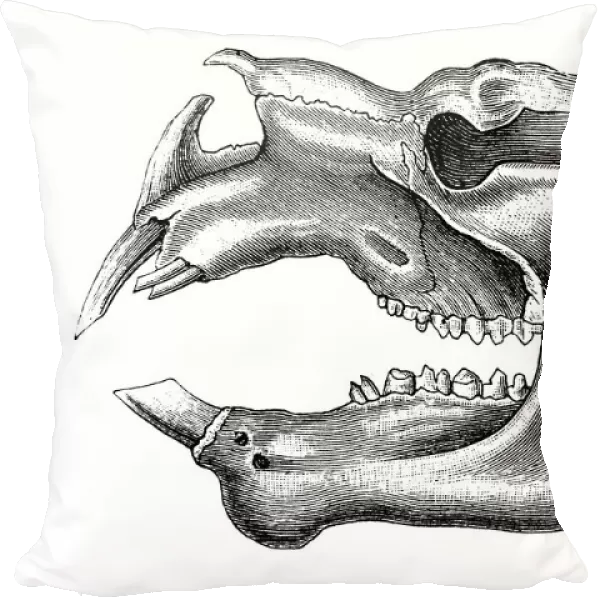 Diprotodon, meaning in Greek 'two forward teeth', is an extinct genus of diprotodontid marsupial native to Australia during the Pleistocene epoch