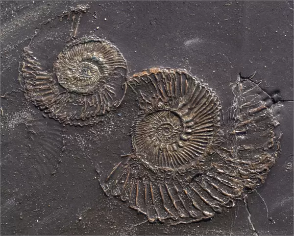 Fossil at Kimmeridge bay, Jurassic coastline of Dorset, England, UK