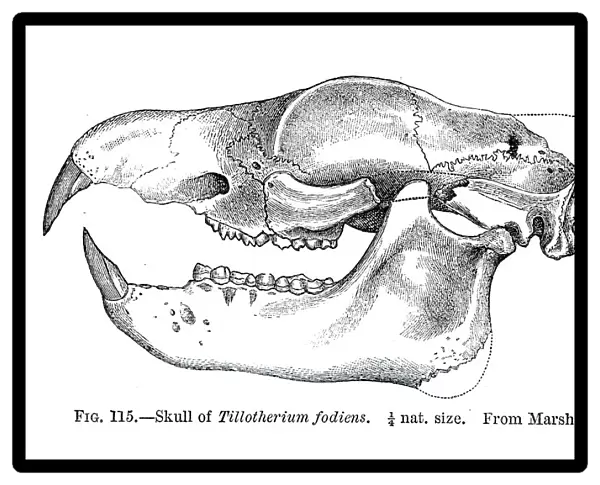 Fossil skull engraving 1883