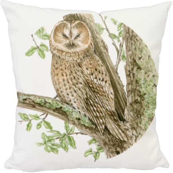 Illustration of a Tawny owl (Strix aluco) sitting on a tree branch