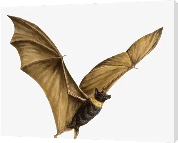 Illustration of Bat (Chiroptera) flying with large, outstretched wings