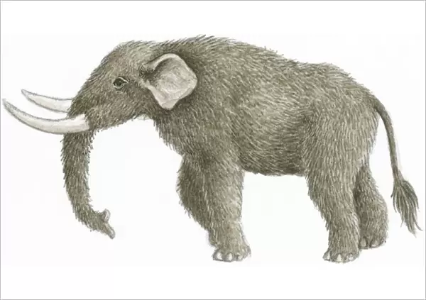 Illustration of Mastodon (Mammut), prehistoric mammal with furry skin and long, white tusks