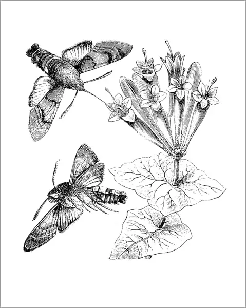 Hummingbird Hawk-moth (Macroglossum Stellatarum)
