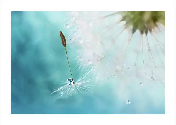Dandy dew. Dandelion seed with dewdrop