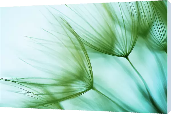 Macro dandelion seed