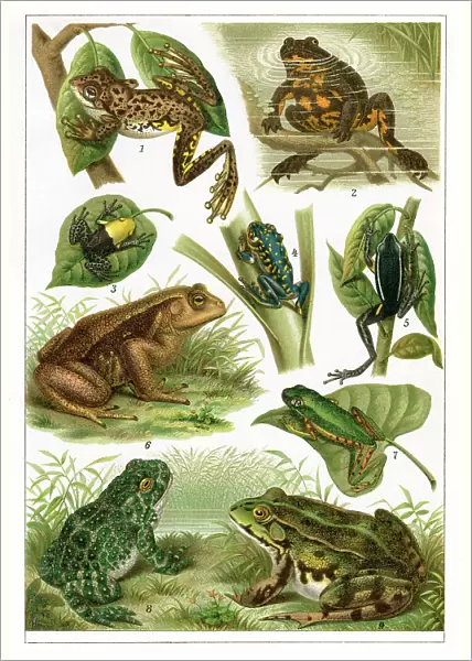 Amphibian frog and toad drawing 1896