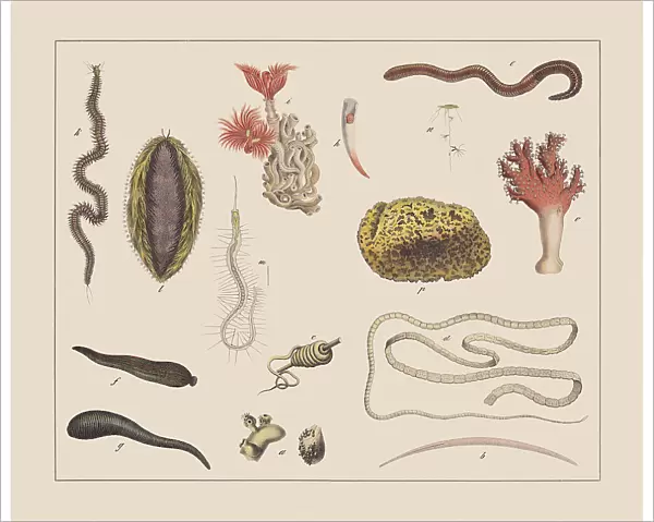 Worms, hand-colored chromolithograph, published in 1882