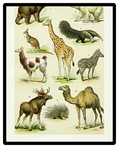 Brown bear, Polar bear, Llama, Giraffe, Deer, Zebra, Dromedary illustration 1899
