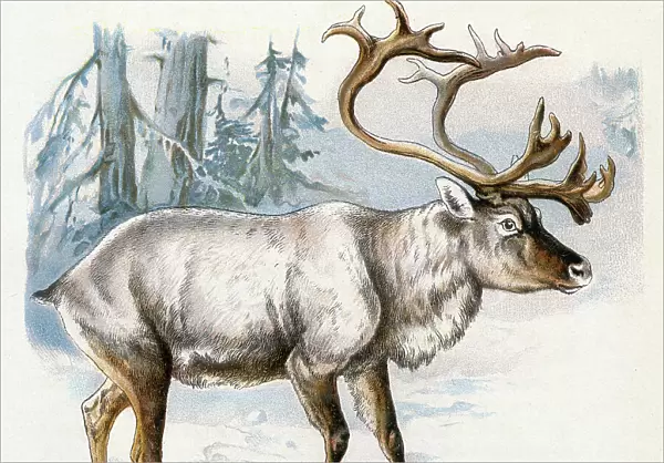 Reindeer illustration 1899