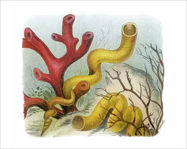 Old chromolithograph illustration of Worm shell (Vermetus gigas)