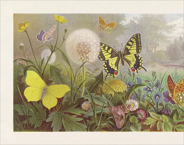 Butterflies on a meadow, chromolithograph, published in 1884