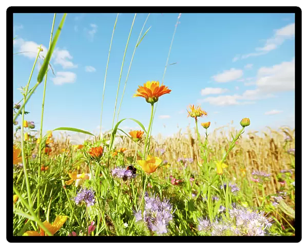 Colorful flowers at the edge of a field against sky in summer, rural scene