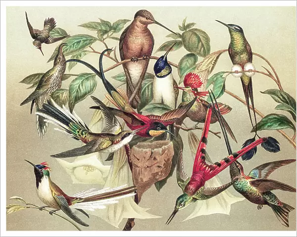 Old chromolithograph illustration of hummingbirds