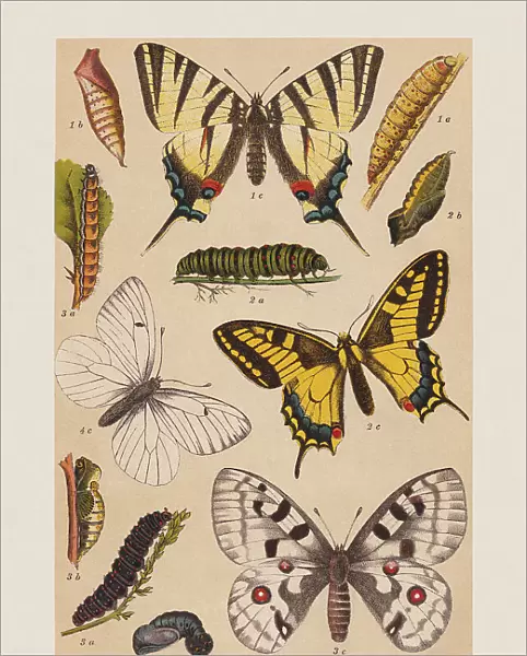 Various butterflies (Papilionoidea), chromolithograph, published in 1892