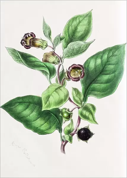 Belladonna (Atropa belladonna), from Plantae Utiliores or Illustrations of useful plants, hand-colored print by Mary Ann Burnett, 1842