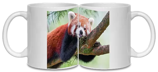 Red panda posing well on a branch