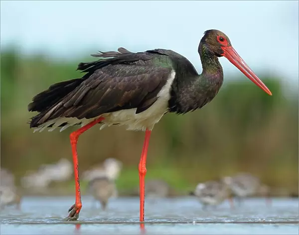 Black Stork (Ciconia nigra), wading in shallow water in search of food, Kiskunsag National Park, Hungary
