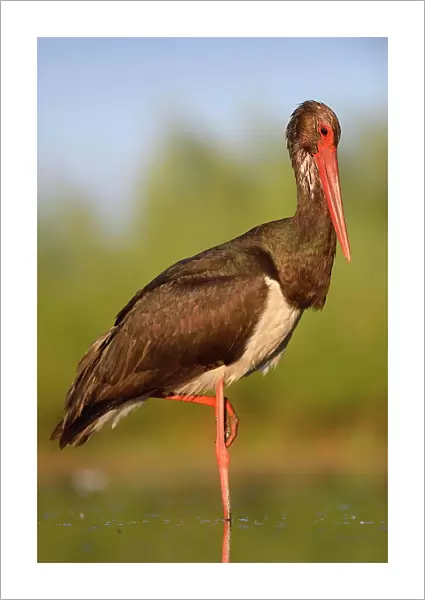 Black Stork (Ciconia nigra), in a relaxed pose, Kiskunsag National Park, Hungary