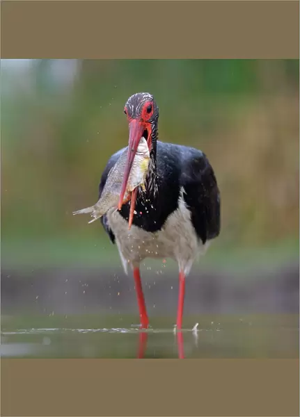 Black Stork (Ciconia nigra), with a fish in its beak, Kiskunsag National Park, Hungary