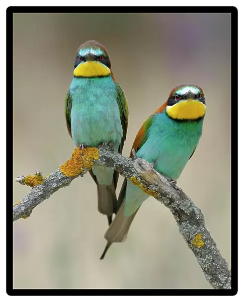 European Bee-eaters (Merops apiaster), breeding pair, perched on a branch, Kiskunsag National Park, Hungary