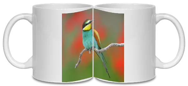 European bee-eater (Merops apiaster), male sitting on perch, poppy meadow, Kiskunsag National Park, Hungary