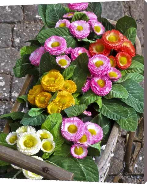 Pretty fake flowers in toy pram as decoration on granite setts outside shop in Haga
