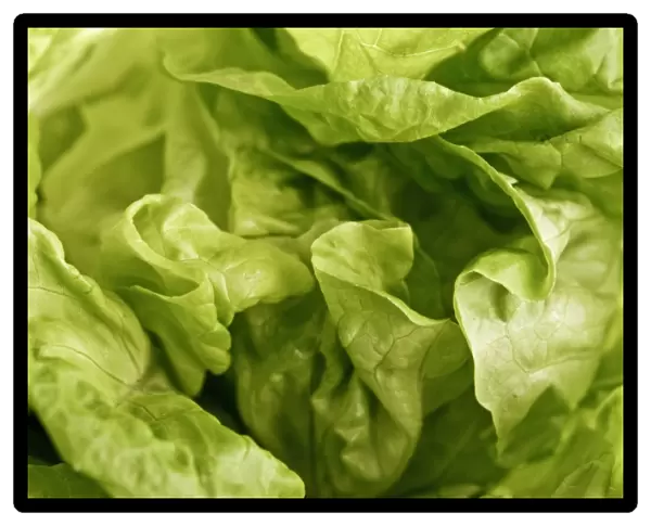 Close up of whole butter lettuce credit: Marie-Louise Avery  /  thePictureKitchen