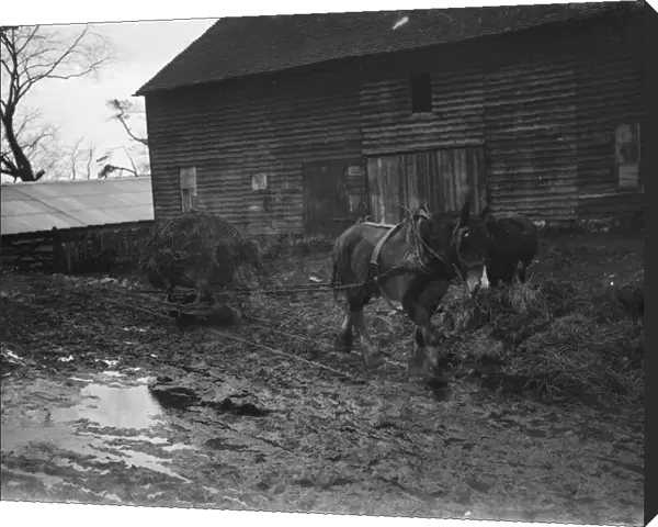 A horse carting muck in the farmyard. 1935