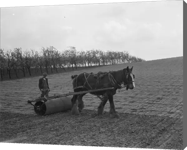A farmer and his horse rolling in the beans in Crockenhill, Kent. 1937